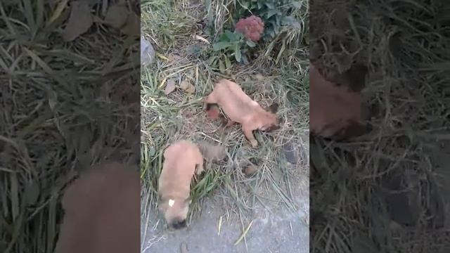 Бульдожки малыши!