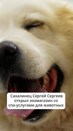 Сахалинец открыл зоомагазин со спа-услугами для животных