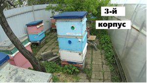 Формирование отводков в системе пчеловодства "Всё включено".