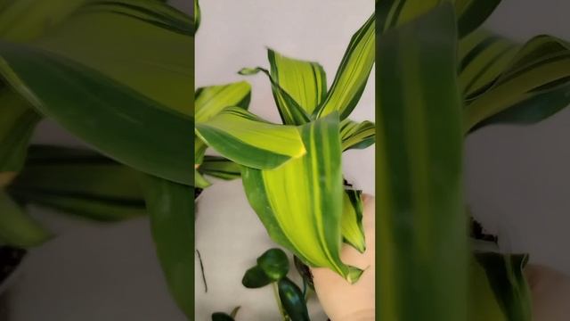 ИЗЛИШКИ РАСТЕНИЙ ОТ 16.05.2025Г