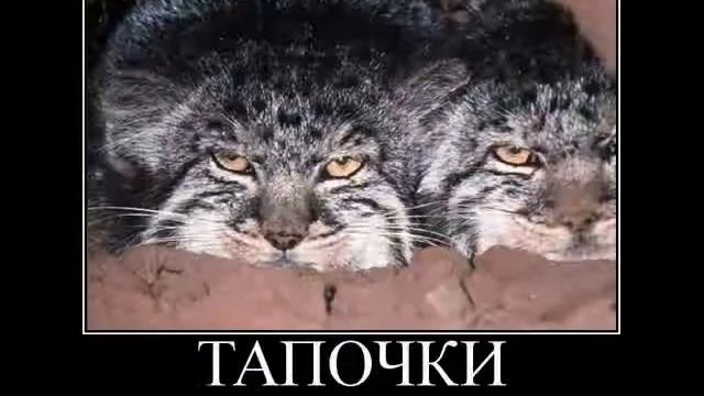 Моя Кошка смотреть онлайн