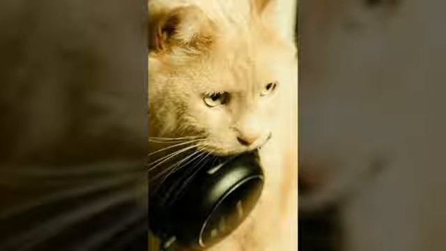 Песня про котика "мой кот любит хип-хоп"