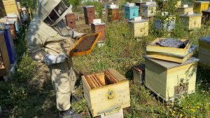 Формуємо бджолине гніздо в зиму