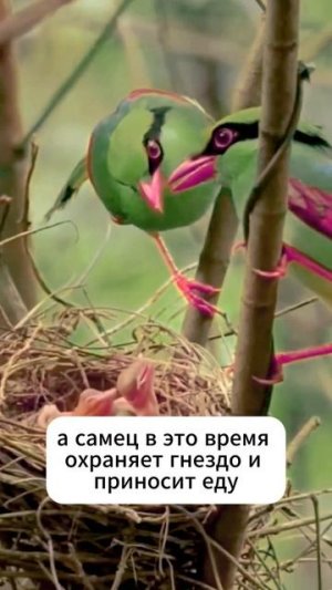 Как зеленая сорока заботится о своих малышах? #shorts