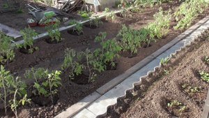 🌱 КОГДА МОЖНО ВЫСАЖИВАТЬ ТОМАТЫ В ГРУНТ Критическая ночная температура, которую вы должны знать!