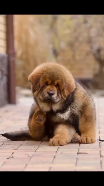 🔥Шикарная девочка в поисках своей семьи.🏆🦁ПИТОМНИК КОСКАЙЛАС смотреть онлайн