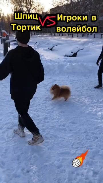 Шпиц Тортик спортивный мальчик…🏐 Spitz Cake sports boy ... / Said Spitz Сказали Шпиц смотреть онлайн