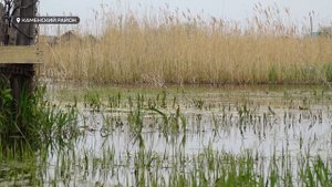 В селе Рыбное Каменского района озеро разлилось до жилых домов