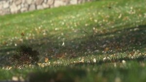 Вступительный ролик