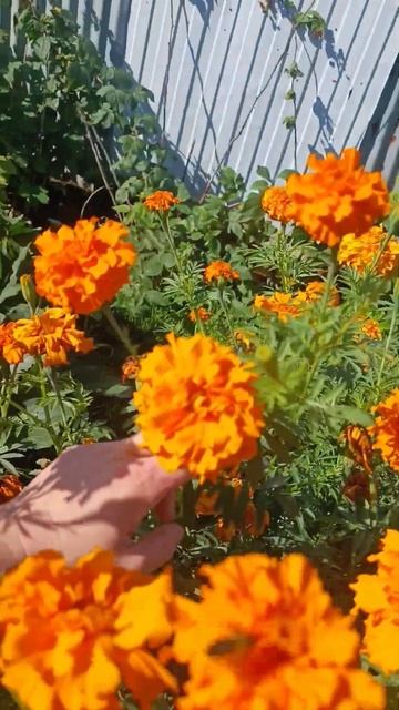 50 оттенков бархатцев 🌱 #огород #сад #дача смотреть онлайн