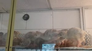 Вылупление цыплят 17.05.2019 Маранчики, павловские, ливенские.