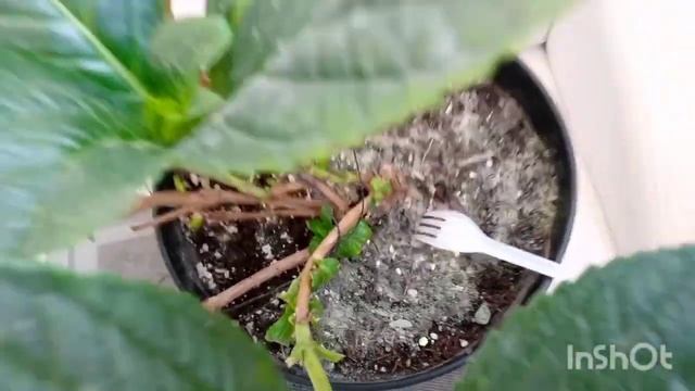 Сера и гортензии 🌺🌿 смотреть онлайн