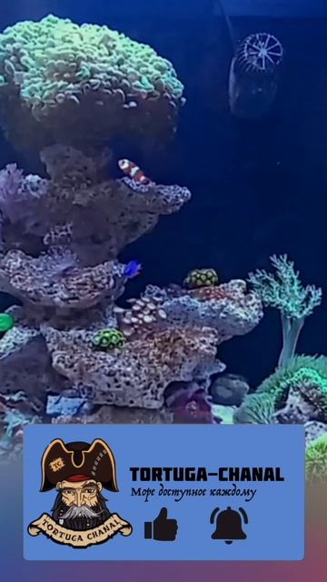 Какой объем аквариума выбрать для моря? 🌊 Не всё так просто! смотреть онлайн