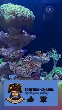 Какой объем аквариума выбрать для моря? 🌊 Не всё так просто!