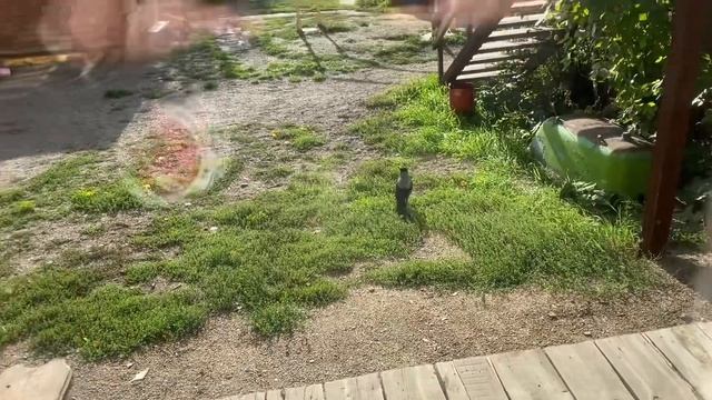 #астана,знакомая ворона в гости пришла.Бурабай ,мотель смотреть онлайн