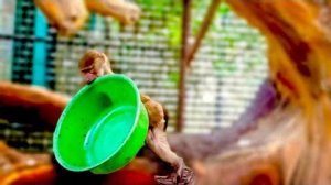 Люська решила ПОСТИРАТЬ БЕЛЬЕ и стала затаскивать на дерево зеленый тазик, а Джони караулит Дениса)