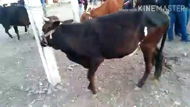 #sirojiddin_quvondiqov.      КУШТЕПА ШАМБИ БОЗОР НАРХ НАВОЛАРИ смотреть онлайн