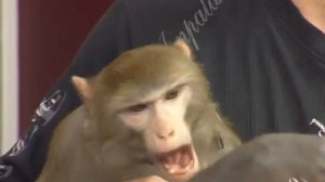 Персона / Дрессировщик Михаил Воложанин (2017)