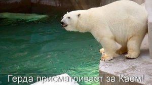 Белый медведь Кай плавает уже несколько часов и Герда не выдержала и прыгнула в воду.