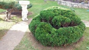 Туя, первая пристрижка ✂️🌲