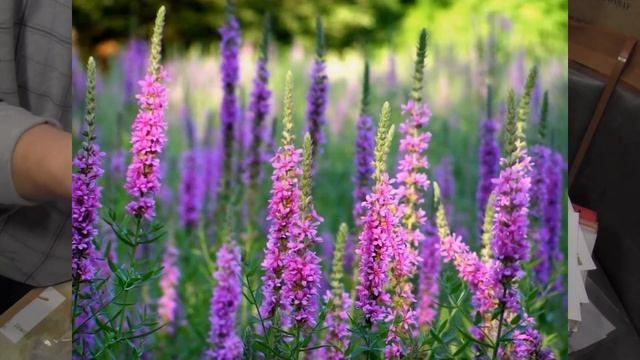 Распаковка купленых семян. Улучшаем медоносную базу. Часть 2. смотреть онлайн