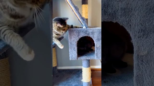Так себе мамаши. Кошки мамы - молодые, да глупые #смешно #юмор #кошки #cat #animals #прикольныекоты