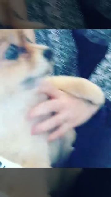 Самый милый шпиц требует ласки смотреть онлайн