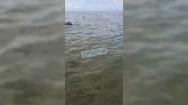 В Охинском районе кита выбросило на мель смотреть онлайн