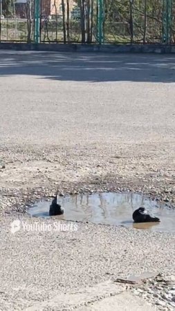 водные процедуры 🐦⬛🚿🫧