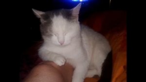 История Белого кота.