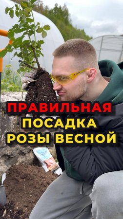🌹Роза не порадует вас шикарным цветением, если вы НЕПРАВИЛЬНО ее посадите🌹
