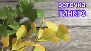 веточка ГИНКГО
