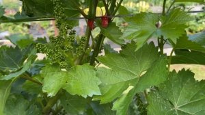 Супага, индикатор того что скоро зацветут столовые сорта винограда на улице