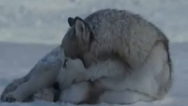 Юра Волк Orson - Волчата(клип) смотреть онлайн