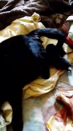 Были трудные роды. Врачу приюта  только в 12 ночи удалось уйти домой. С 7 утра.Два котенка живы.