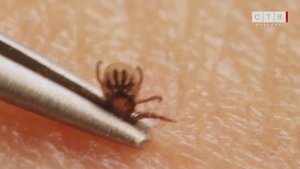 Клещи – опасность, которая рядом