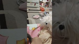 Басики и собачки Lucky Doggy в самолёте