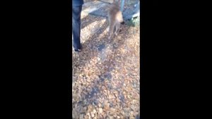 РЫСЬ ПЕРЕСТАЛА БОЯТЬСЯ ЩЕНКОВ _как рысь  метит территорию