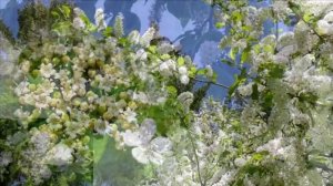 Цветет калина Муз А.Розанова ст.С.Кузнецова -кавер Г.Погорельская #галинапогорельская