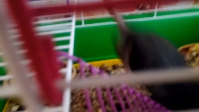 Утро золотых рыбок и декоративных крыс Дарта и Лео смотреть онлайн