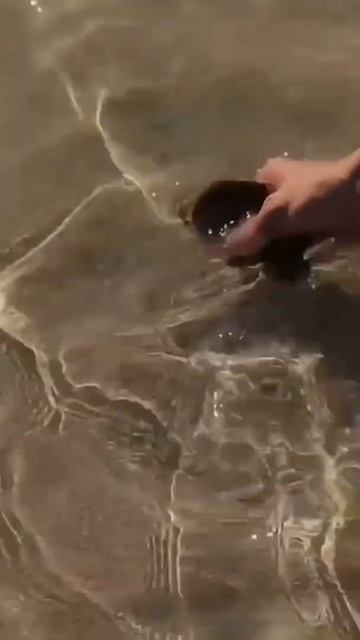 В поисках Дори 2 #shorts #facebook #instagram #libe смотреть онлайн