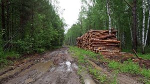 Кто остановит варварскую вырубку леса Сибири?
