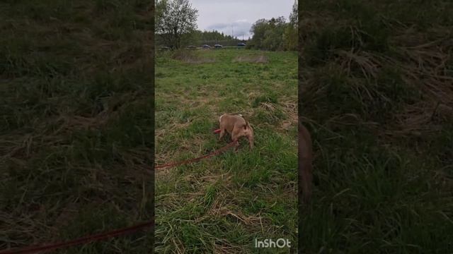 rutube.ru