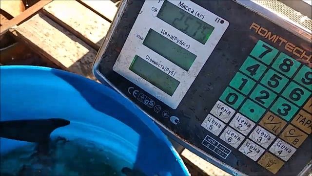 Зарыбление осетром нижнего водоёма 200 кг. Клёвое место, Лосиный остров. смотреть онлайн