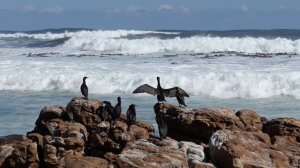 Кейптаун и окрестности. Cape Town and surroundings. 2023