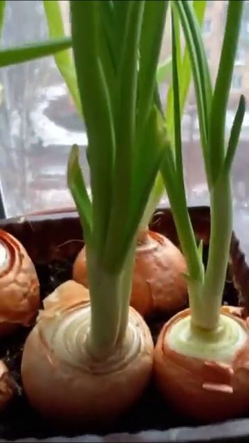 СОЧНЫЙ ЗЕЛЕНЫЙ ЛУК НА ПОДОКОННИКЕ. ВЫРАЩИВАЙТЕ ЛЕГКО!