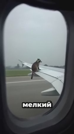 Енот- мелкий цыганёнок в полосатой шубе