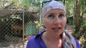 Трейлер/Фукуок/Вьетнам/Питомник собак породы Фукуокский риджбек