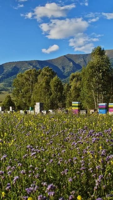 Каких размеров пасека Предгорья Белухи? #мед #пчелы #пчеловодство смотреть онлайн