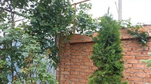Сажаю клематис Зиболда Притеречный в цвету